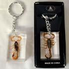 REAL SCORPION ACRYLIC KEY CHAIN