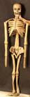 REALISTIC 5 FOOT RUBBER SKELETON