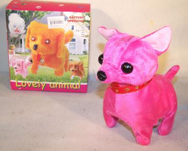 CHIHUAHUA  WALKING BARKING DOG